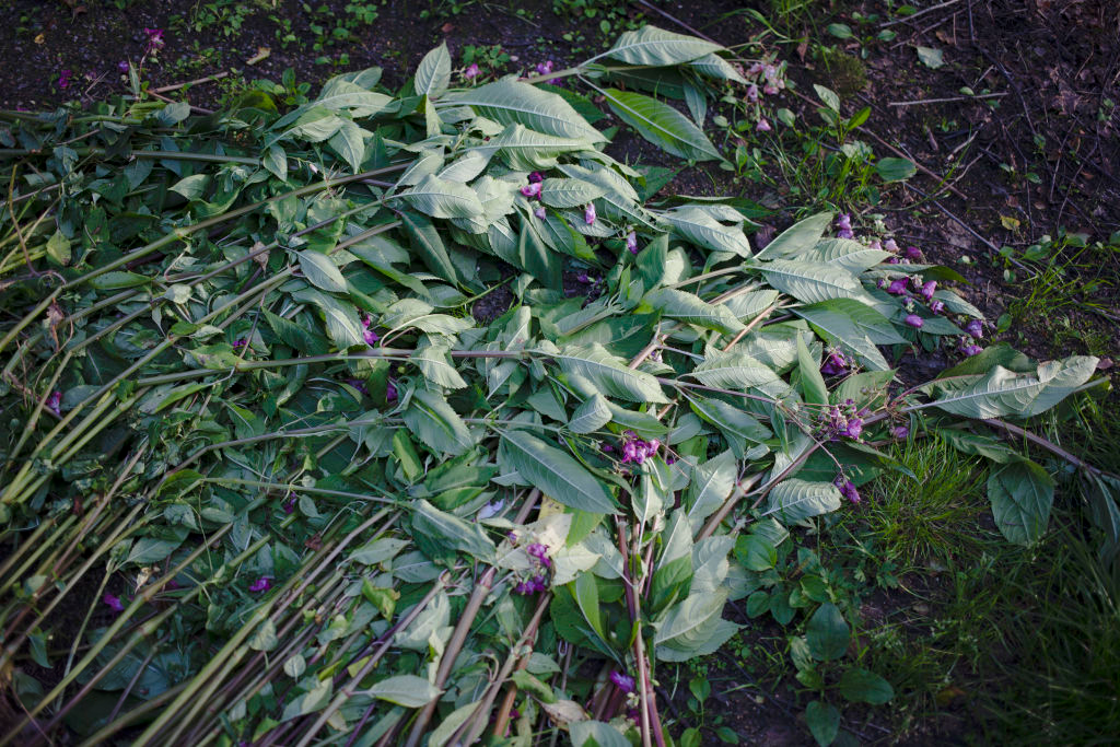 Cut flowers and foliage on the ground